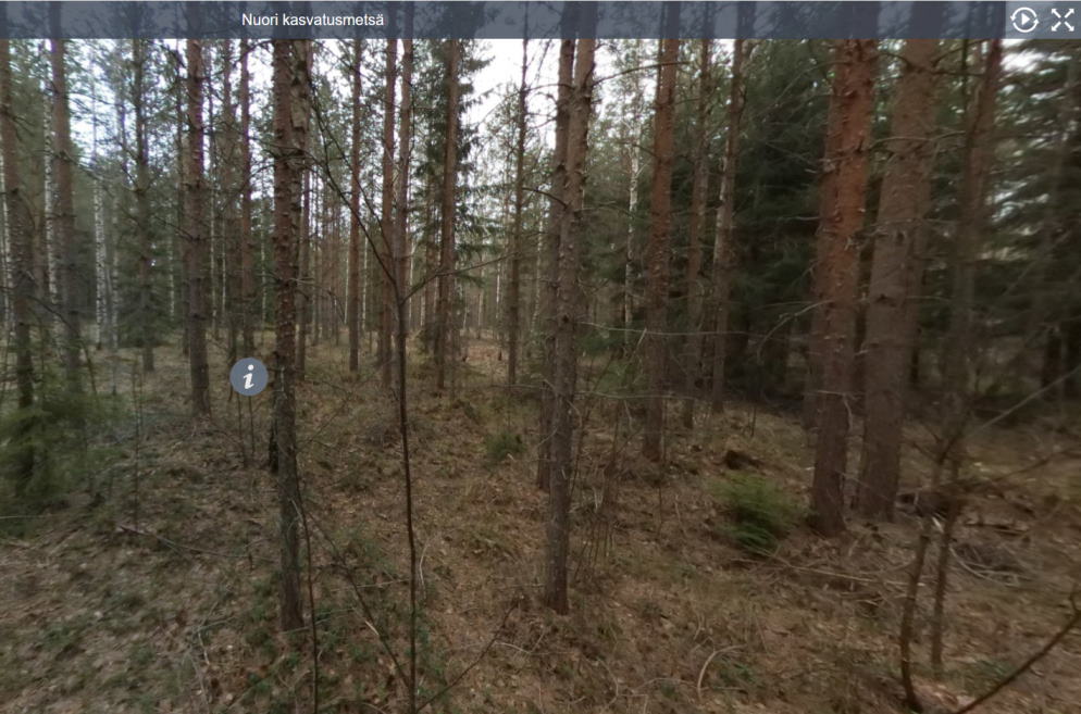 Nuori Kasvatusmetsä (02)