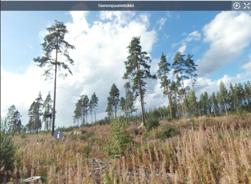 Siemenpuumetsikkö (S0)