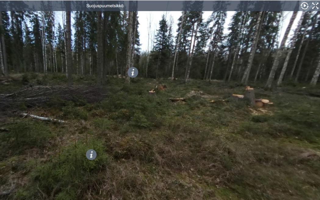 Suojuspuumetsikkö (05)