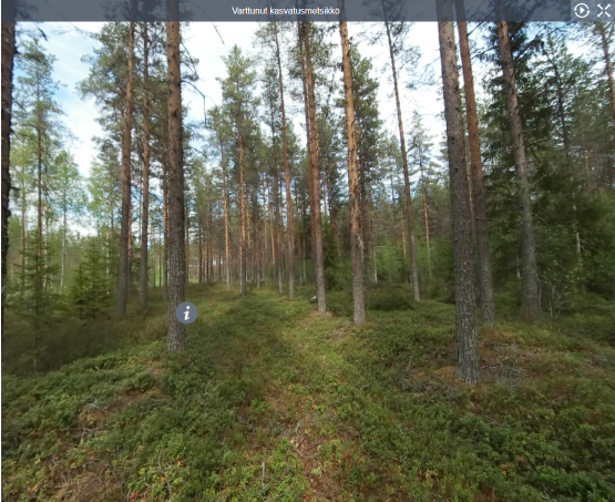 Varttunut kasvatusmetsä (03)