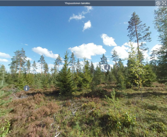 Ylispuustoinen taimikko (Y1)